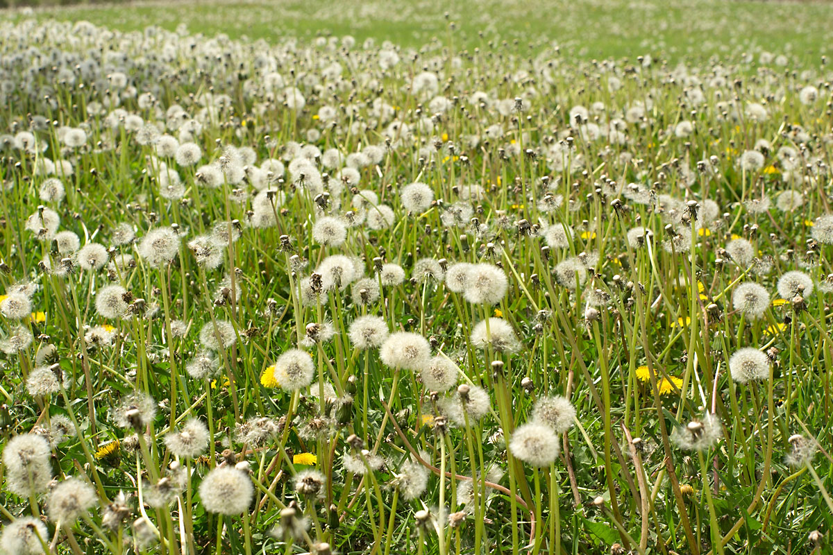 field-of-dandelion