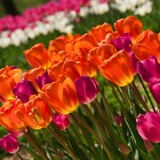 Flowers in the park.
