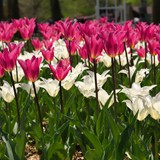 More flowers in the park.