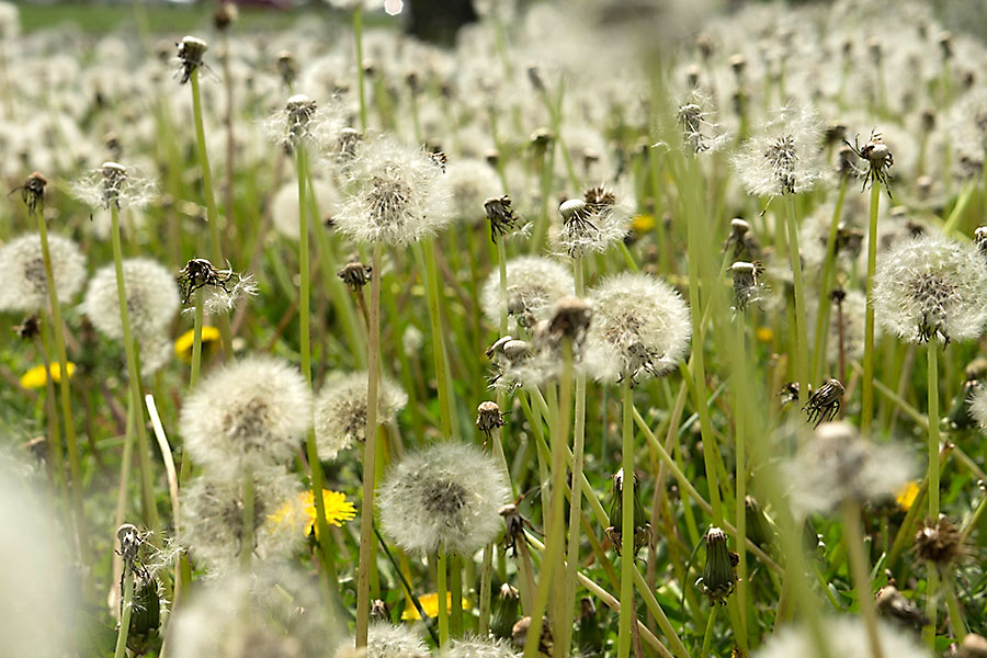 dandelion